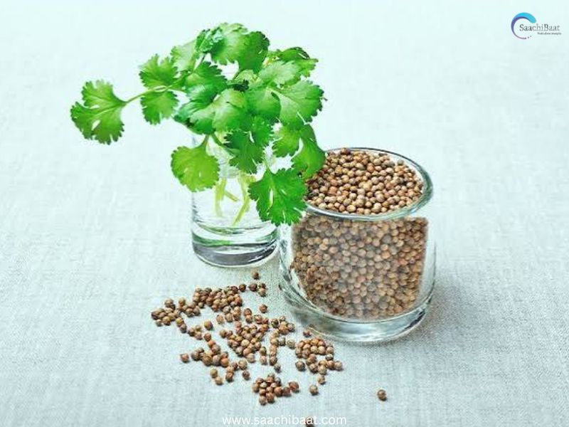 Coriander