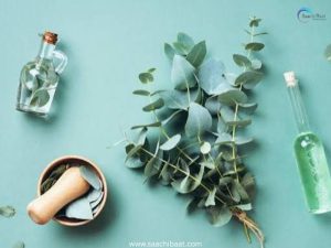 Interesting Facts - 27 July 2026 8 Eucalyptus