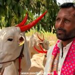महाराष्ट्र में मवेशी खरीदना आसान, लेकिन घर ले जाना बना मुश्किल; कानून और गोरक्षकों के डर से परेशान किसान