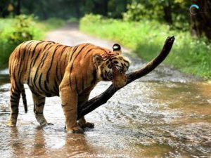 Education Section - 06 July 2026 7 Tiger