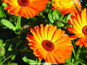 marigold