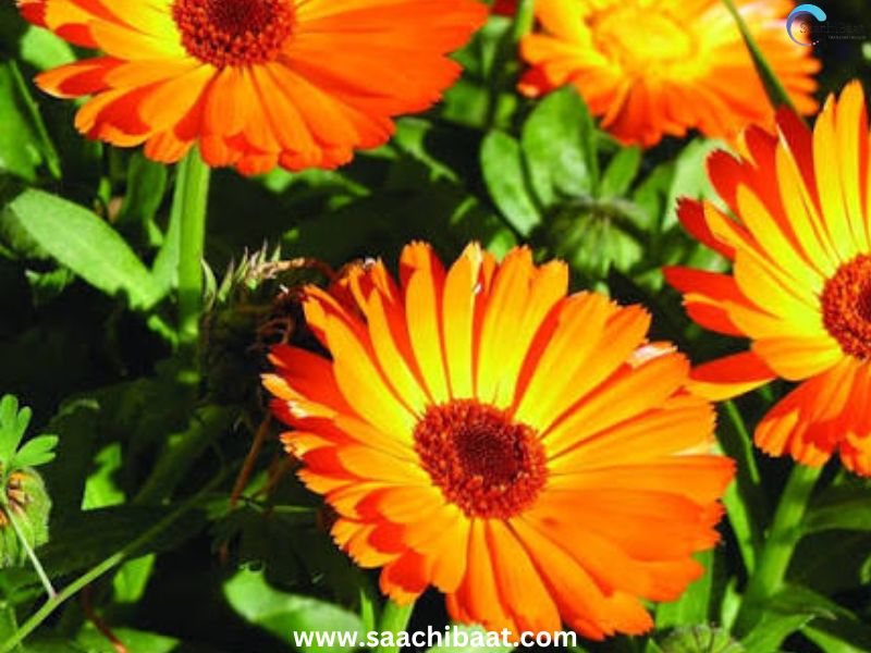 marigold