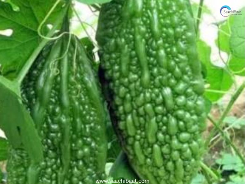 Bitter gourd