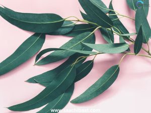 Eucalyptus