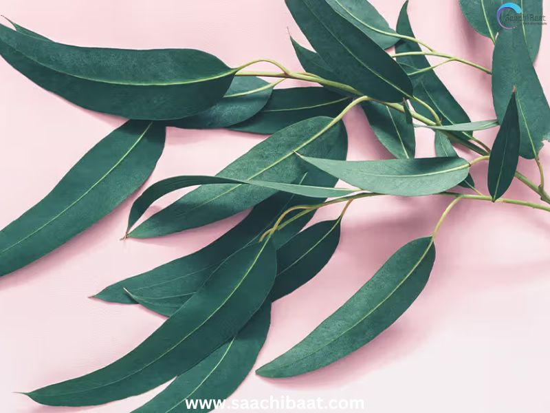 Eucalyptus