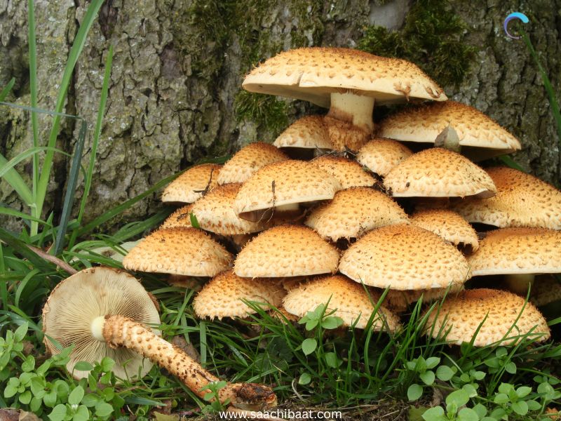 Mushrooms