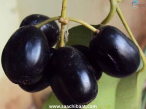 Kalah Black Jamun