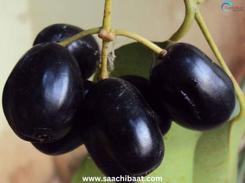 Kalah Black Jamun