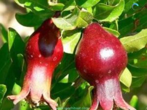 Pomegranate benifit