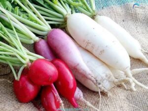 Radish