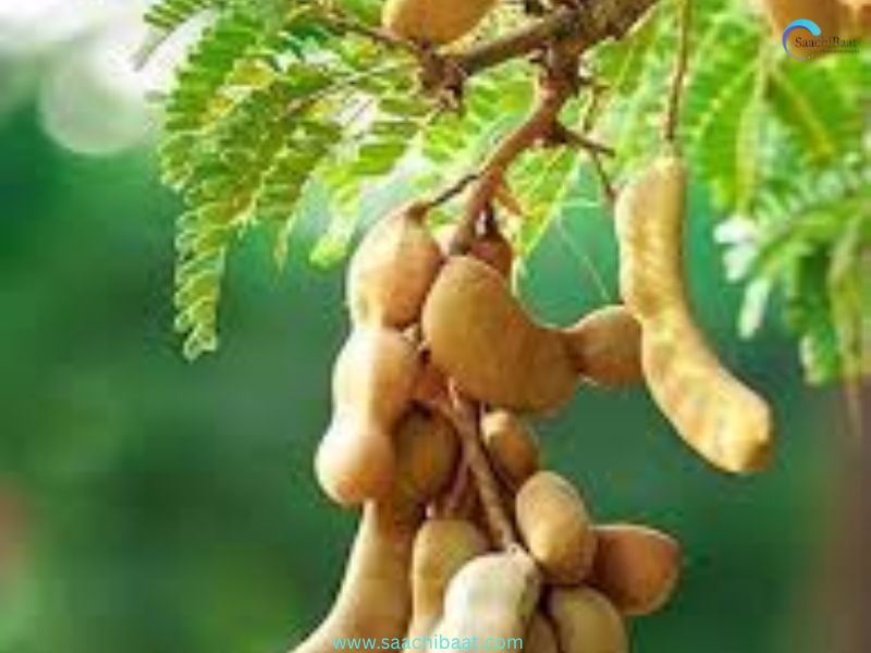 Tamarind