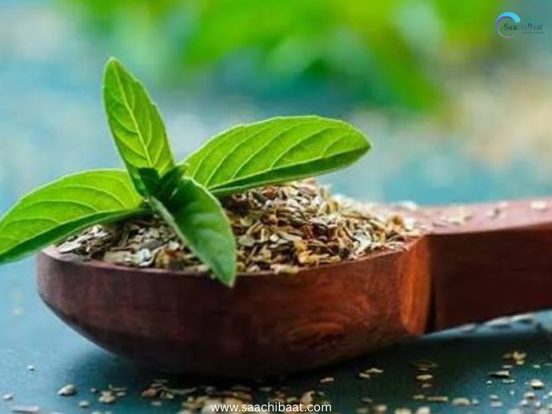 Tulsi tea