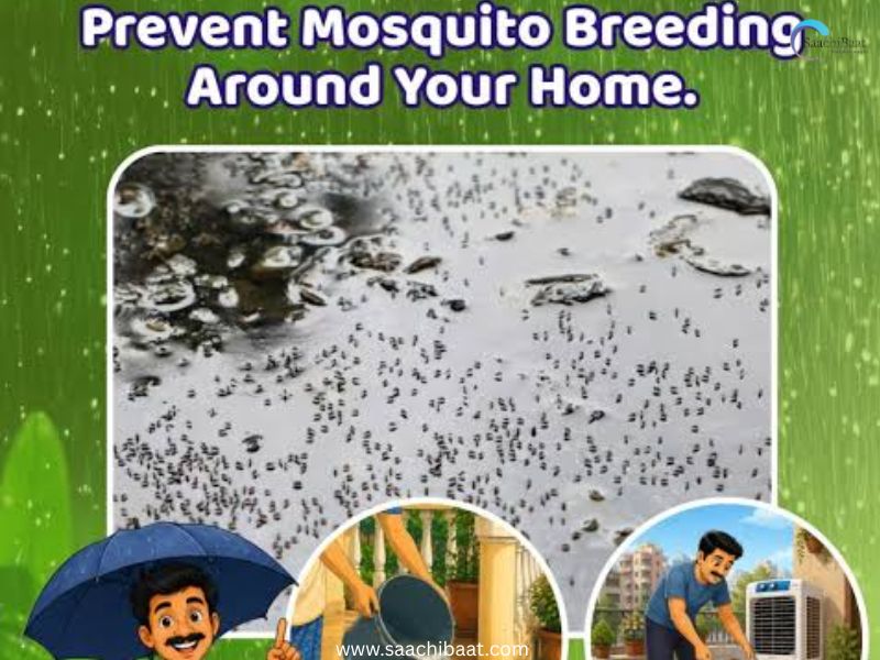 dengue control