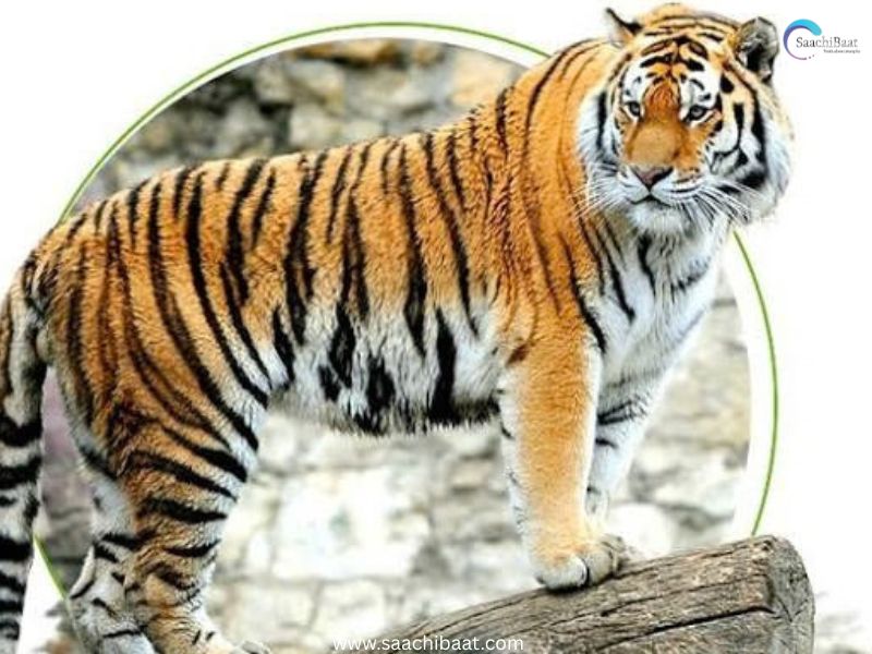 tiger